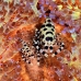 shrimp_coleman_bhr_tam_v_0521_bal6477.jpg